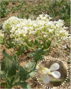 passerage-drave-shb-plantes-cultivees-sentier-botanic-fleurs-gard-ales-st-hilaire.png