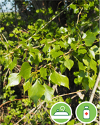 peuplier-noir-vigne-plantes-cultivees-sentier-botanic-fleurs-gard-ales-st-hilaire