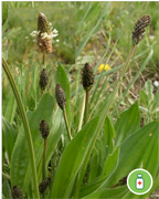 plantain-lanceolemontagne-nature-randonnee-sentier-pedestre