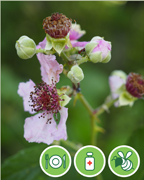 ronce-commune-vigne-plantes-cultivees-sentier-botanic-fleurs-gard-ales-st-hilaire