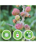 ronce-vigne-plantes-cultivees-sentier-botanic-fleurs-gard-ales-st-hilaire