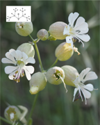 silene-enfleeshb-plantes-cultivees-sentier-botanic-fleurs-gard-ales-st-hilaire
