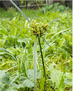souchet-robuste-vigne-plantes-cultivees-sentier-botanic-fleurs-gard-ales-st-hilaire