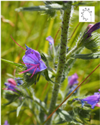 viperinemontagne-nature-randonnee-sentier-pedestre