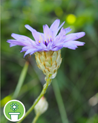 catananche-montpellier-montagne-nature-randonnee-sentier-pedestre
