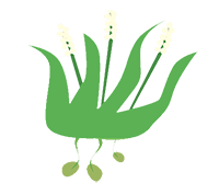herbacees