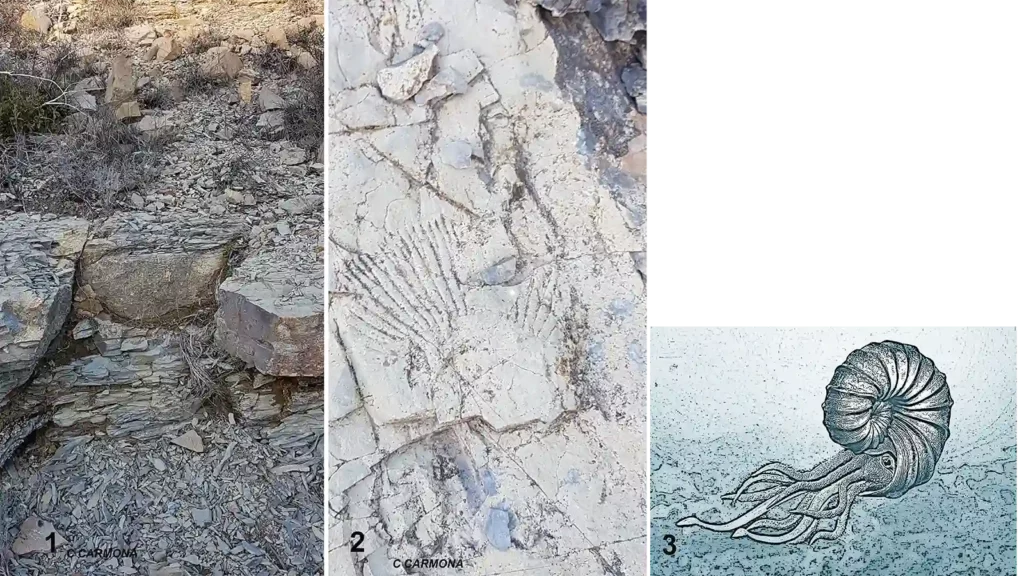 calcaire-marne-ammonite-blateiras