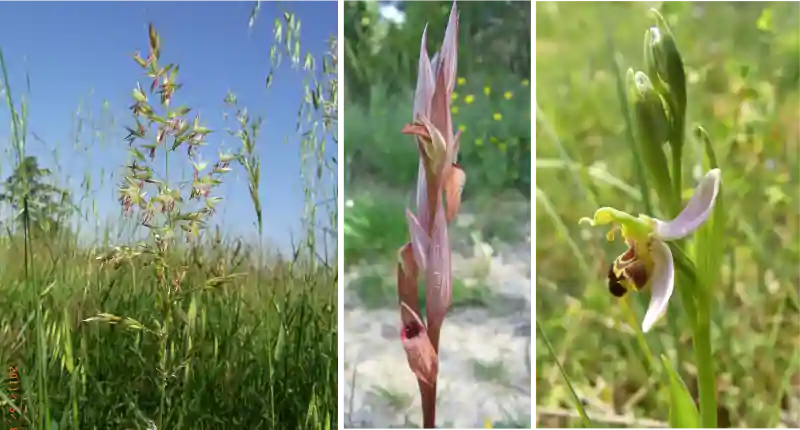 Brome-sérapia-ophrys-abeille-sentier-patrimoine
