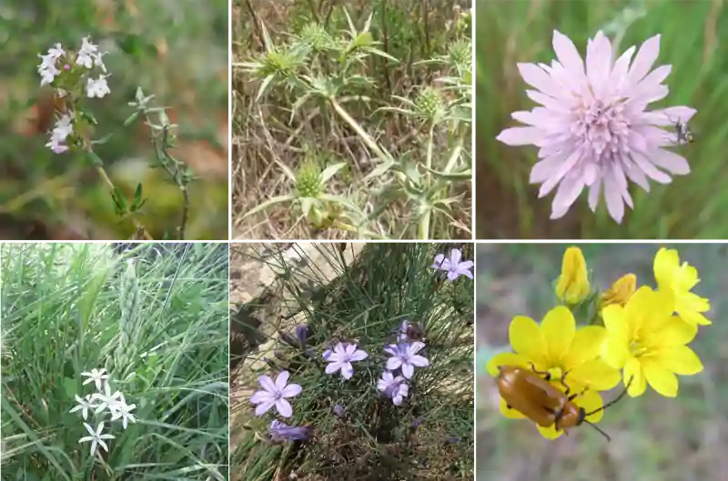 Fleurs-garrigue-sentier-patrimoine