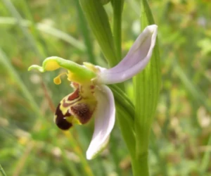 Orchidées