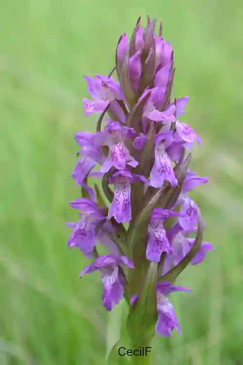 Orchis-occitane-Clau-trouiulas-sentier-patrimoine