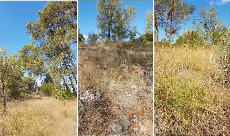Pinède-Garrigue-sentier-patrimoine