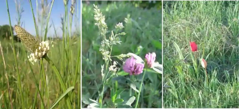 Plantain-trèfle-sentier-patrimoin