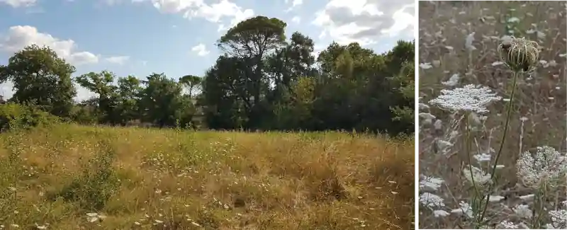 Prairie-sentier-patrimoine