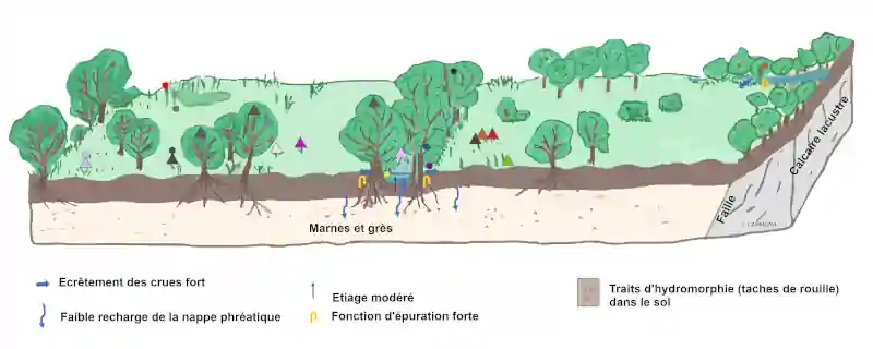 Schéma-Clau-trouillas-actuel