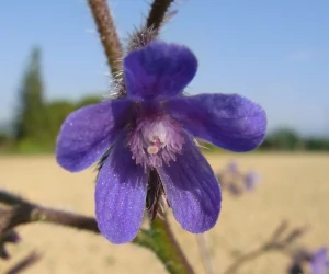 Plantes herbacées 1