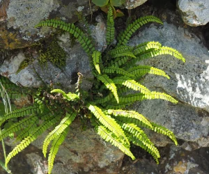 Murs et Rocailles