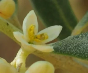 Plantes cultivées