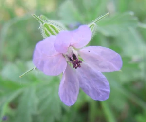 Plantes herbacées 2